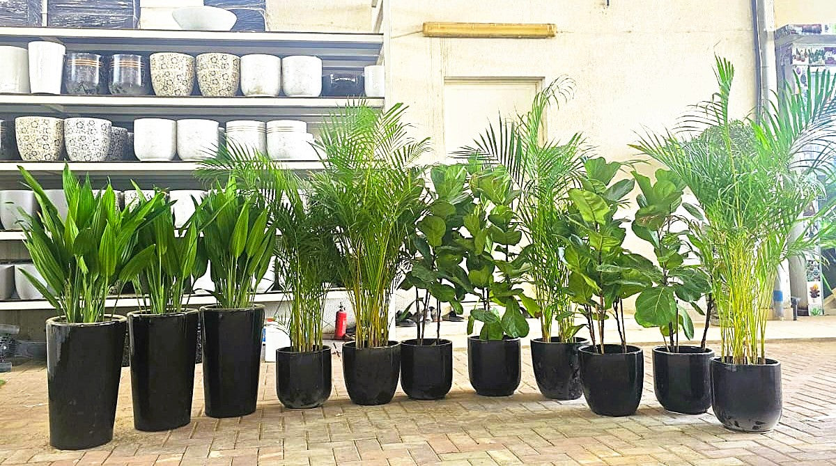 1850AED Bundle Indoor Plant | 11pcs Indoor Plant