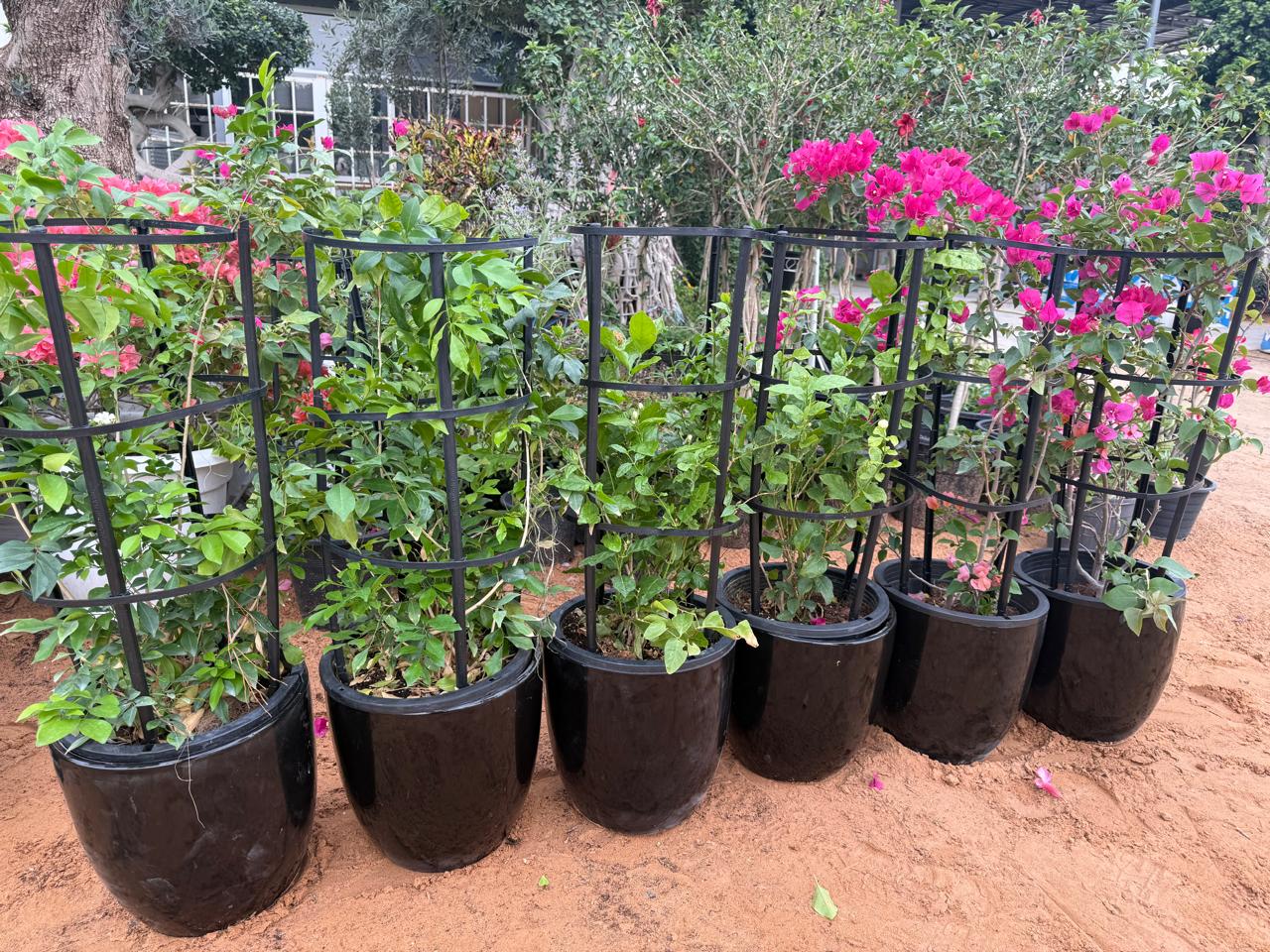 Outdoor Plants Combo with Ceramic Pot | Balcony Plants | 2 Bougainvillea |2 Jasmine Murraya | 2 Jasmine