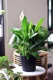 Peace Lily ( Spathiphyllum )
