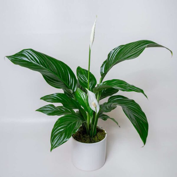 Peace Lily ( Spathiphyllum )