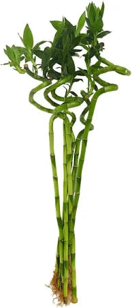 Lucky Bamboo – Dracaena Sanderiana Sticks