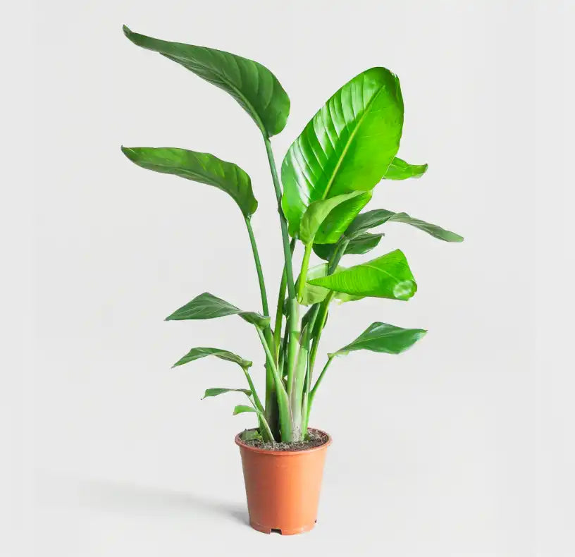 Indoor Plants
