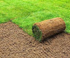 Grass
