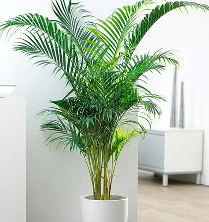 Office Plant