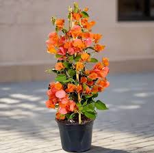 Outdoor Plants