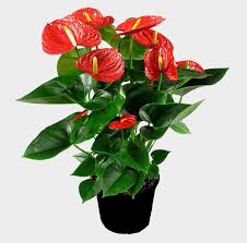 Air Purifying Plants