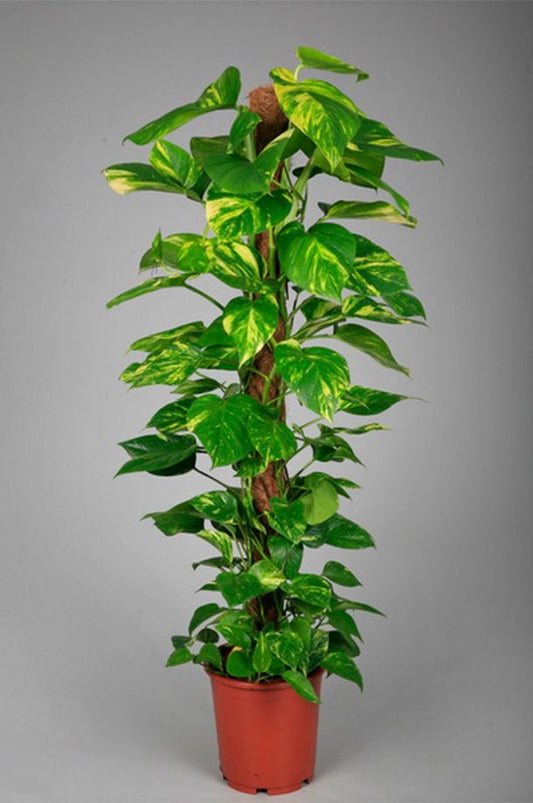 Money Plant – Golden Pothos (Epipremnum aureum)