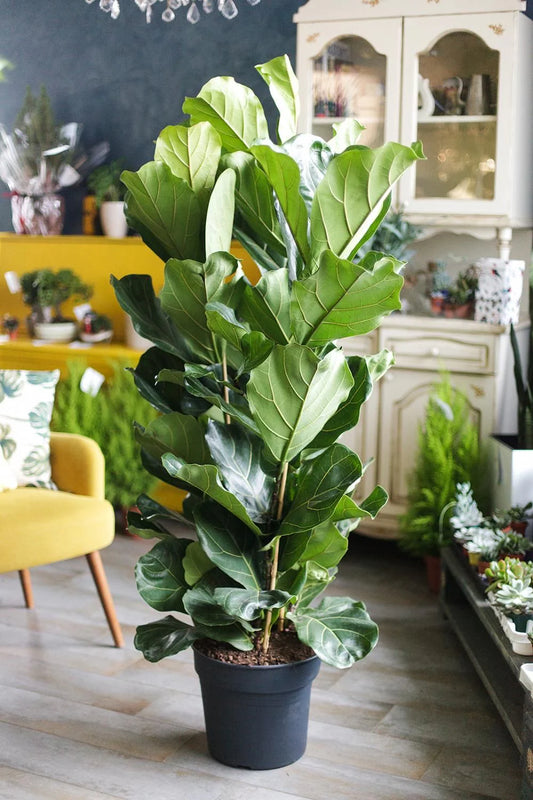 Ficus Lyrata 'Fiddle Tree' 3pp