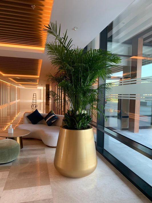 Indoor Plants Combo with Fibre Glass | Indoor Plants | 7 Plants Combo | Home Plants | Offices Plants