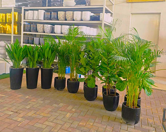Indoor 11 Plants | Combo Indoor Plants