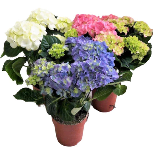 Hydrangea