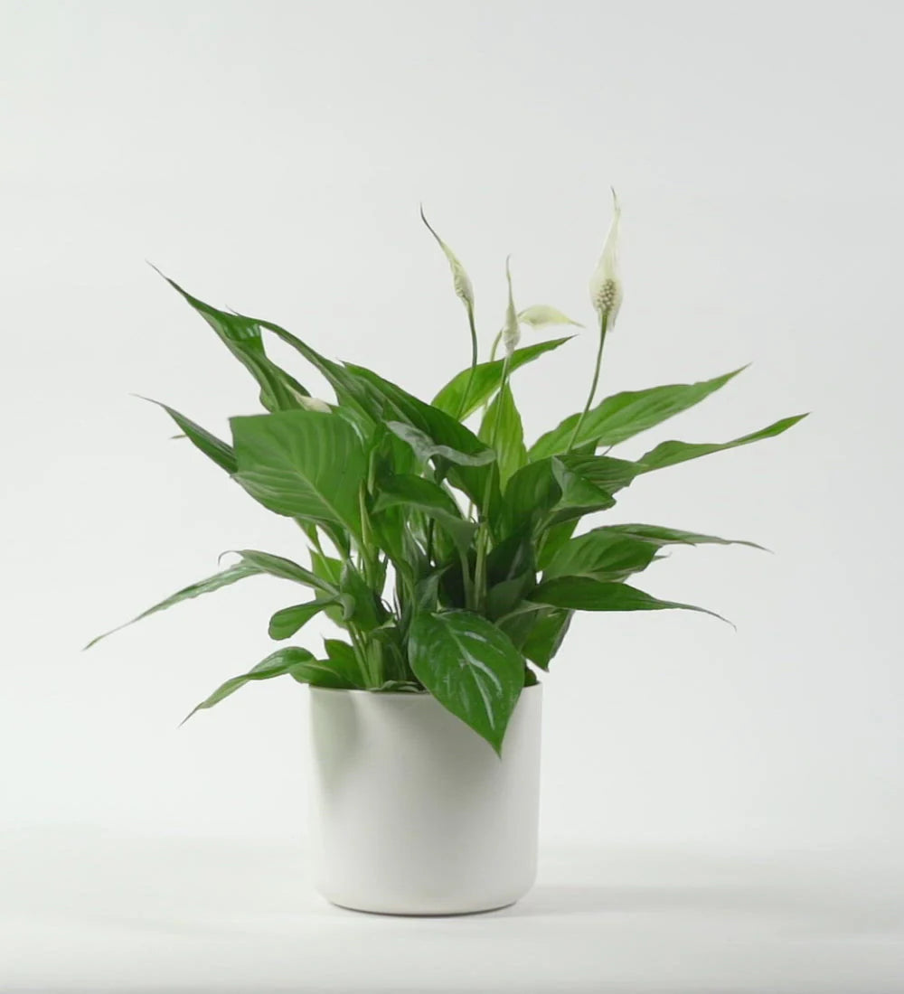 Peace Lily  ( Spathiphyllum )