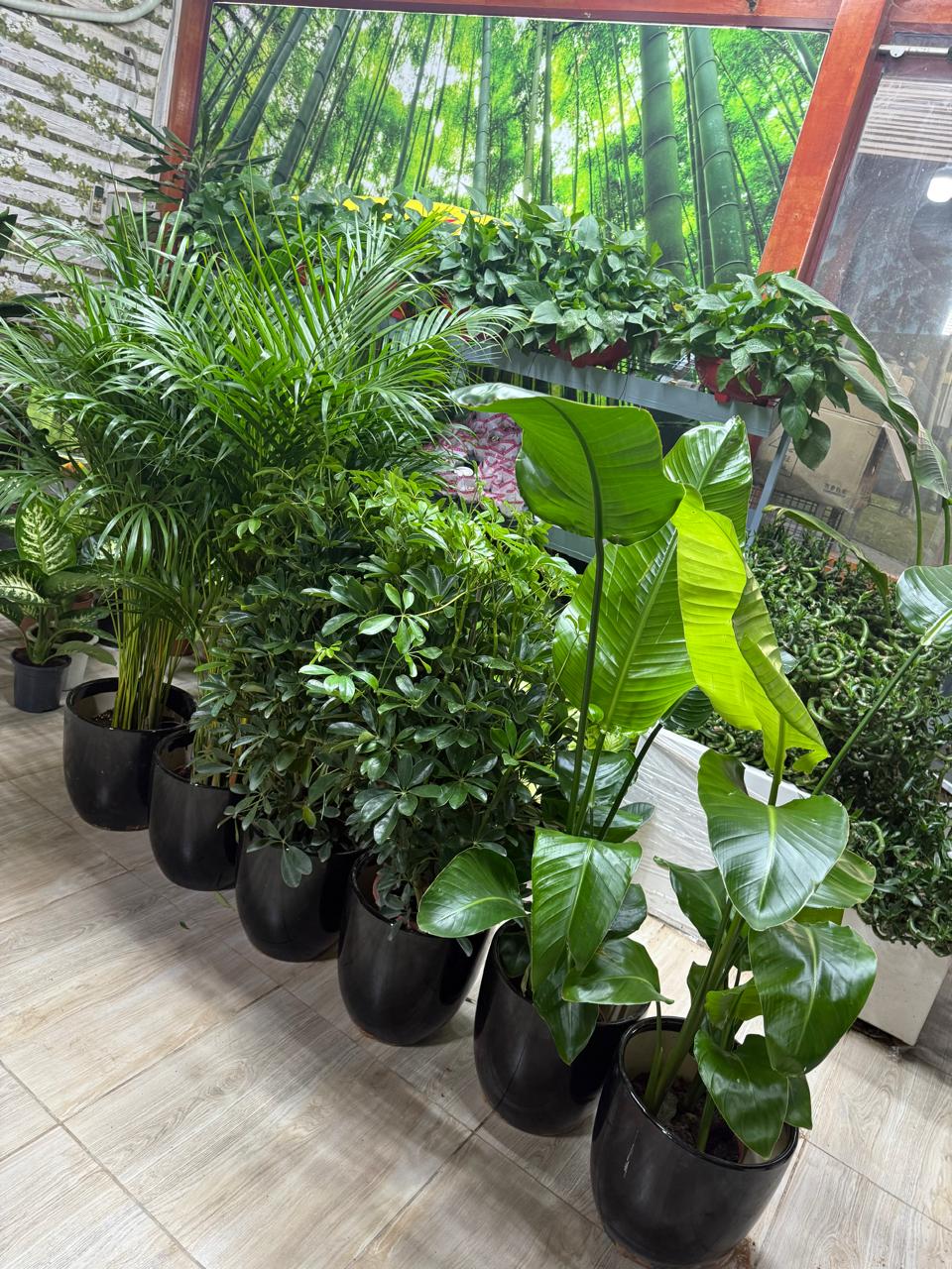 Indoor Plants Combo – Areca Palm (2) | Bird of Paradise (2) | Schefflera (2)