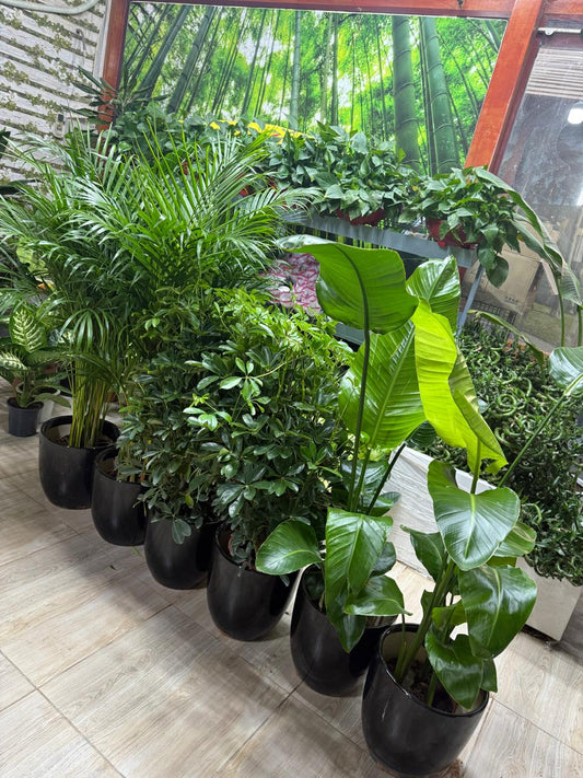 Indoor Plants Combo – 6 PCS Set | 2 Schefflera | 2 Areca Palm | 2 Bird of Paradise