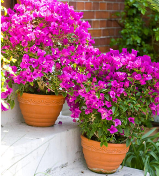 Outdoor Plants Combo with Ceramic Pot | Balcony Plants | 2 Bougainvillea | Outdoor Plants
