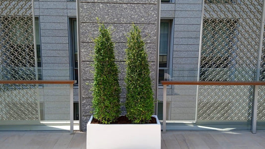 Outdoor Plants Combo with Ceramic Pots | Outdoor Plants | 2 Plants Combo | Home Plants | Hotels Plants