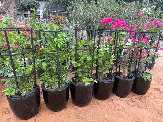 Outdoor Plants Combo with Ceramic Pot | Balcony Plants | 2 Bougainvillea |2 Jasmine Murraya |  2 Jasmine