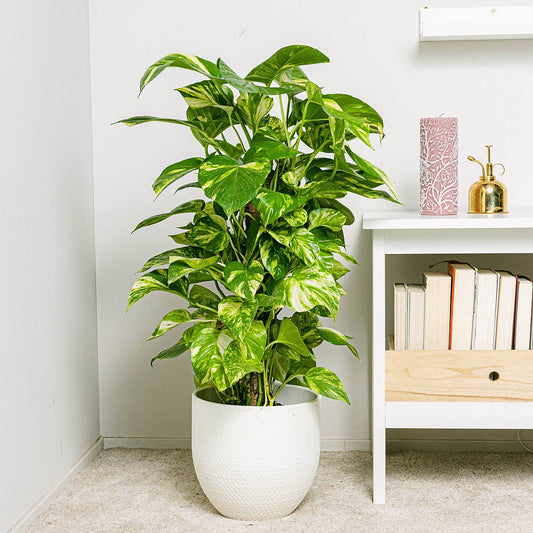 Money Plant – Golden Pothos (Epipremnum aureum)