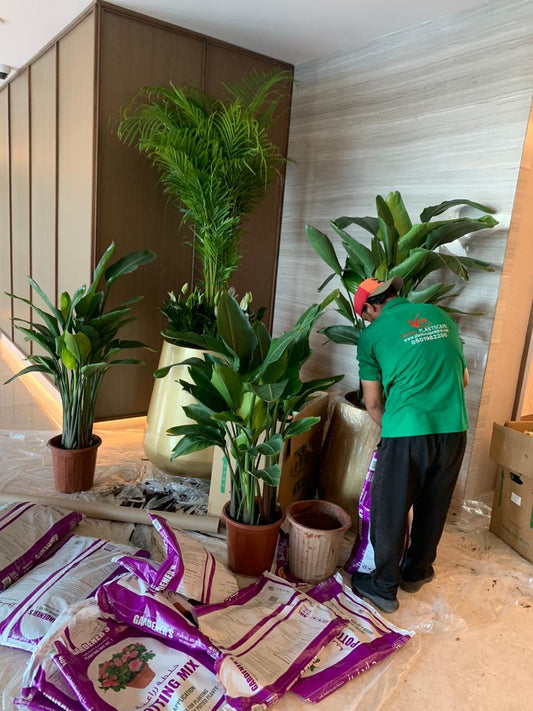 Indoor Plants Maintenance Per Hour