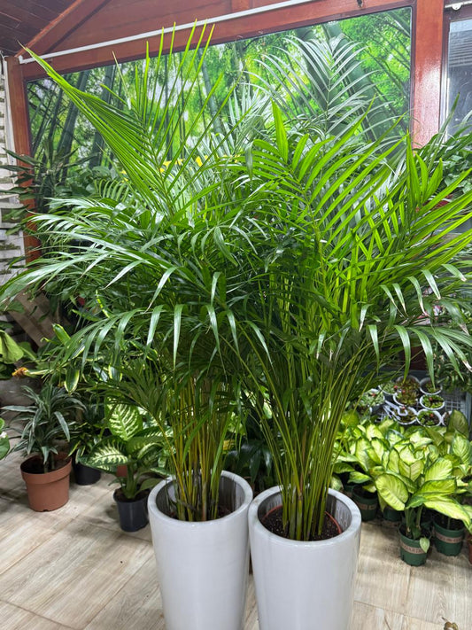 Areca Palm 2 Pcs with Ceramic Pot ( 100-120cm )