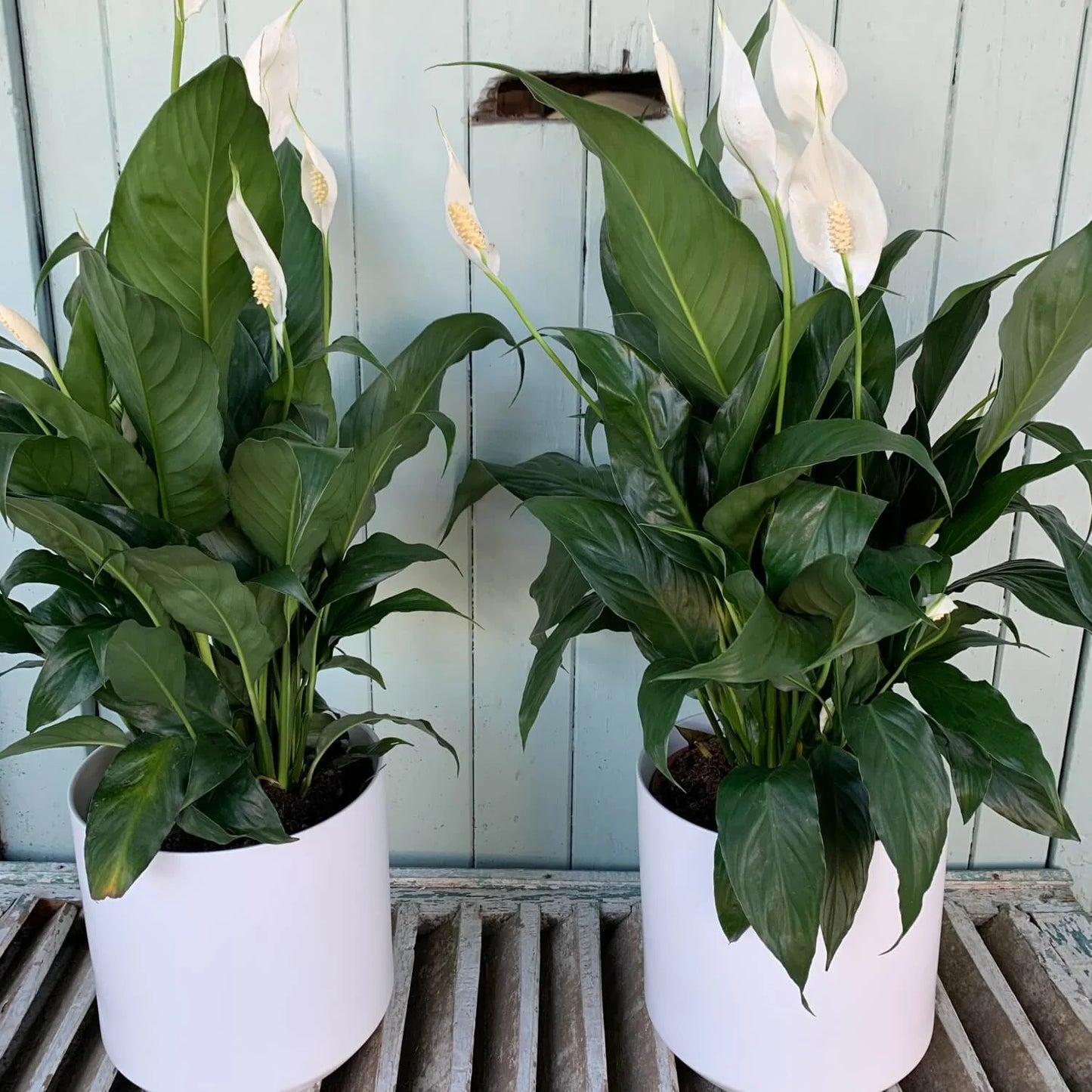 Peace Lily  ( Spathiphyllum )