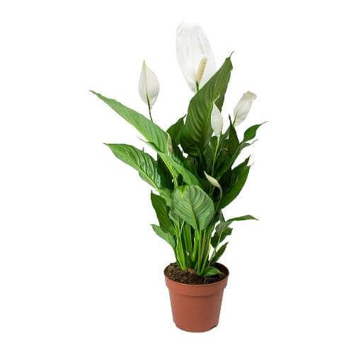Peace Lily  ( Spathiphyllum )