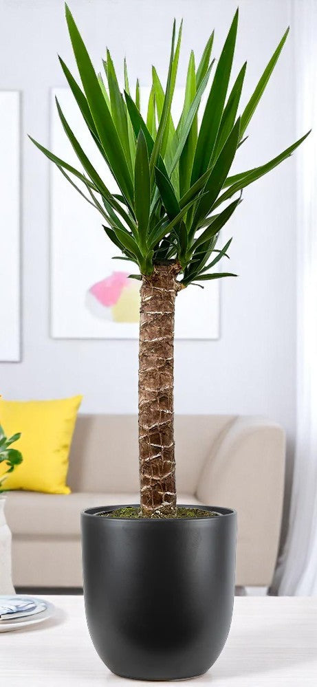 Yucca Indoor Plant