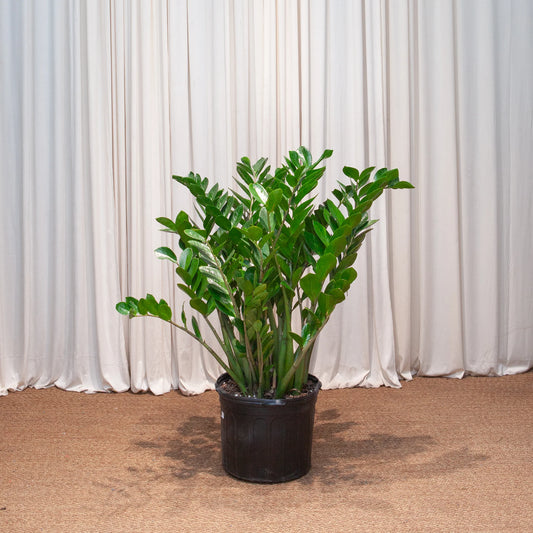 ZZ Plant – Zamioculcas zamiifolia (Zanzibar Gem)