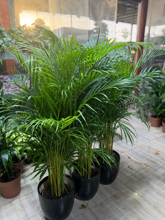 Areca Palm 3 Pcs with Ceramic Pot | Bundles of Areca Palm Indoor Plants (100-130cm)