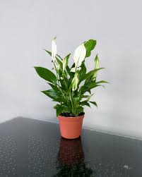 Peace Lily  ( Spathiphyllum )