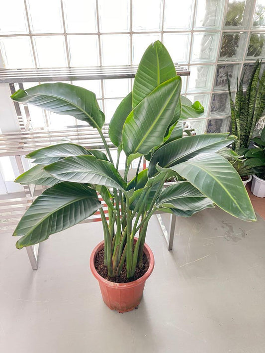 Bird of Paradise, Strelitzia Nicolai
