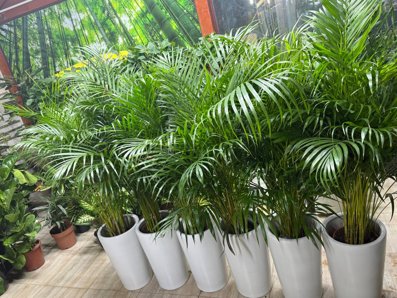 Areca Palm Bundle 6 Pcs Office Plants Premium with Ceramic Pots