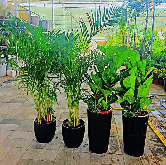 4pcs Bundle Plants with Ceramic Pots | Area Palm | Fiddle Leaf