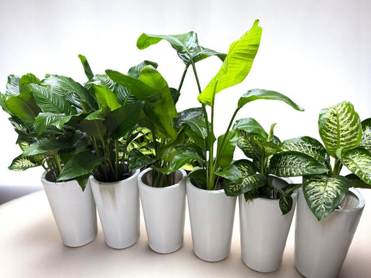 Leafy Plants Combo with Ceramic Pots | Indoor Plants 6 PCS