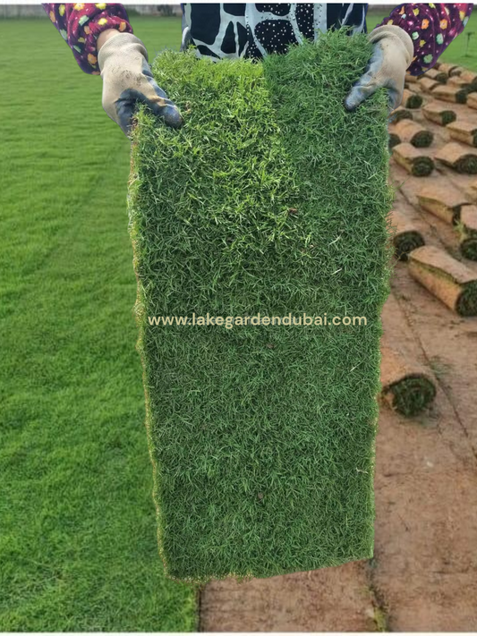 Grass Natural Grass Carpet Roll Paspalum