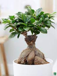 Ficus Ginseng Bonsai