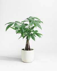 Pachira Aquatica – Money Tree (Twisted Trunk)