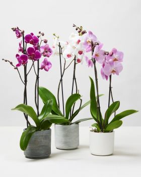 Moth Orchids – Phalaenopsis Orchids ( 50 - 70 cm )