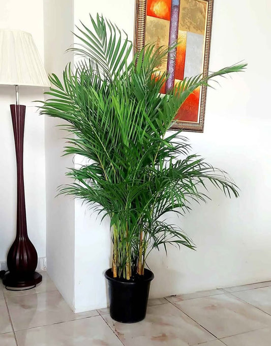 Areca Palm New