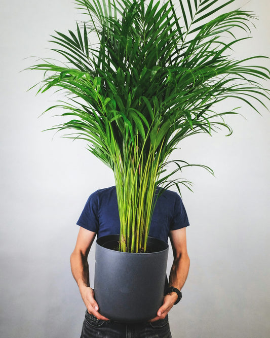 Areca Palm (100-120cm) with Ceramic Pot