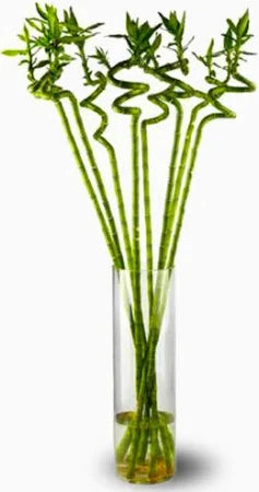 Lucky Bamboo – Dracaena Sanderiana Sticks