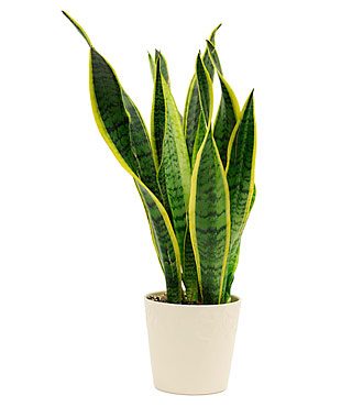 Snake Plant ( Sansevieria Laurentii )