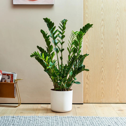 ZZ Plant – Zamioculcas zamiifolia (Zanzibar Gem)